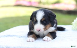 Bernese Mountain Dog dogs for sale: Parker AKC - Image 7