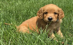 Goldendoodle dogs for sale: Raine - Image 11