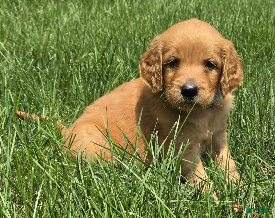 Goldendoodle dogs for sale: Raine - Image 11
