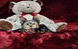Yorkshire Terrier dogs for sale: Teddy - Image 6