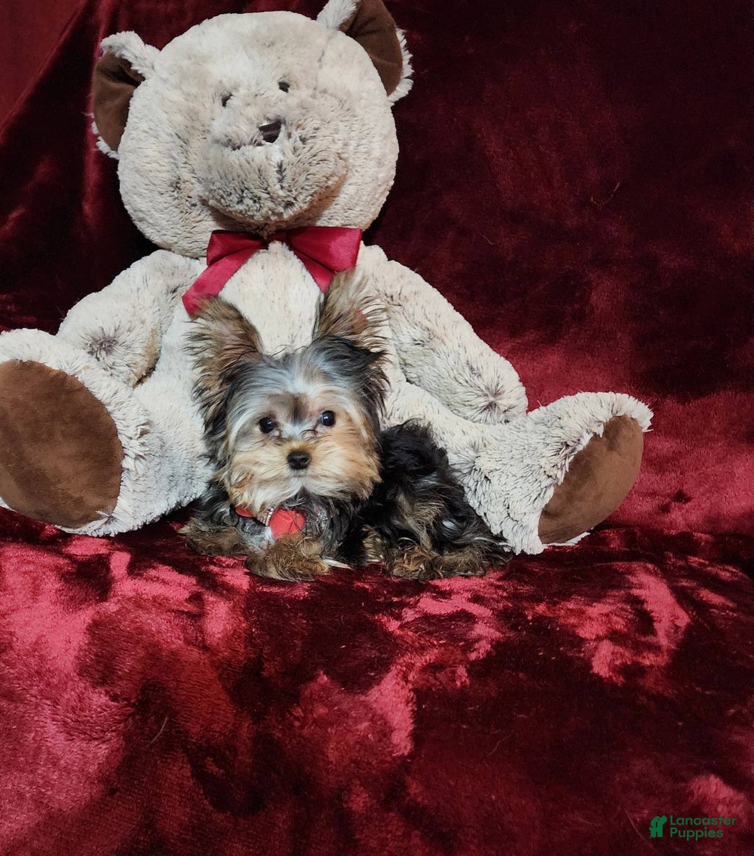 Yorkshire Terrier dogs for sale: Teddy - Image 6