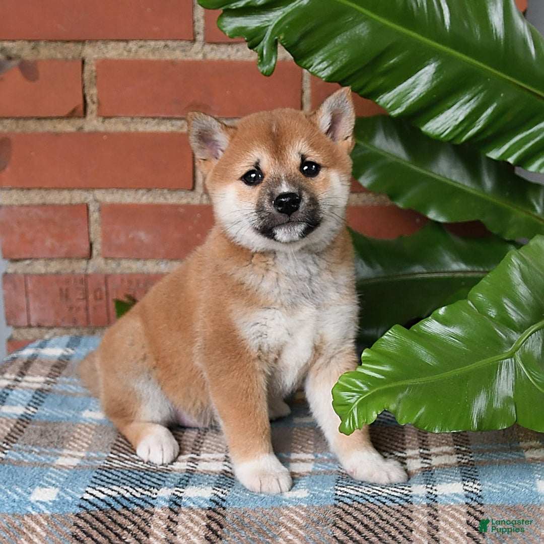 Shiba Inu dogs for sale: Lilly - Image 1