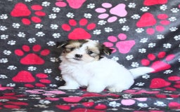 Shorkie dogs for sale: Karl - Image 6