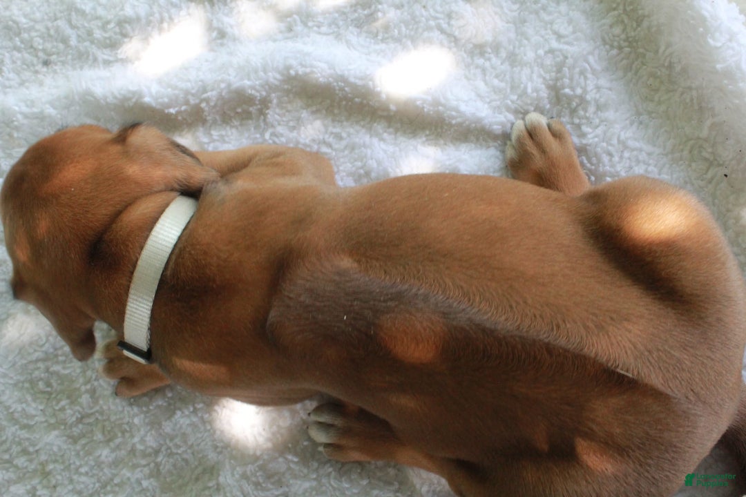 Rhodesian Ridgeback dogs for sale: Sage - Image 1