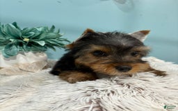Yorkshire Terrier dogs for sale: Bear - Image 4