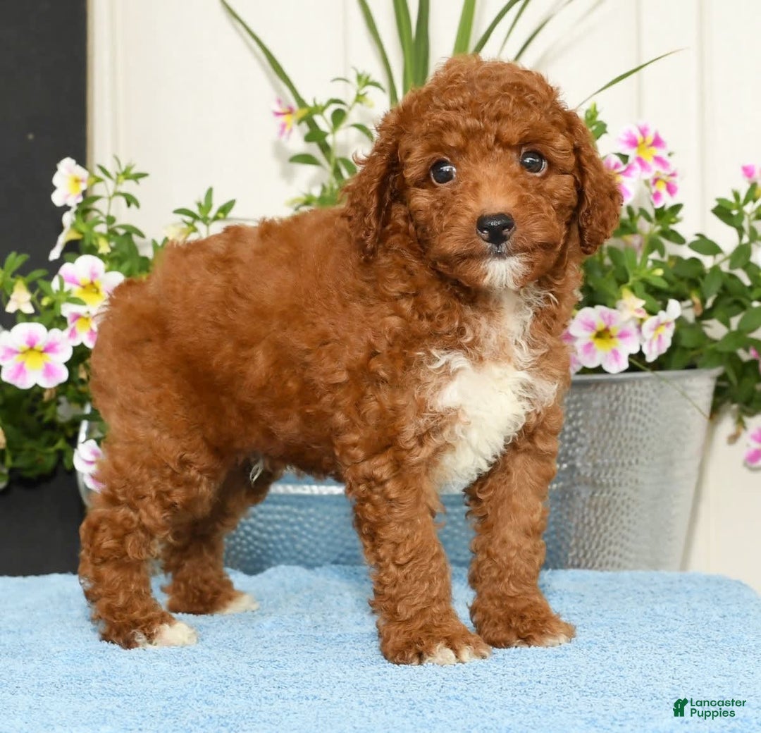 Miniature Poodle dogs for sale: Roger - Image 3