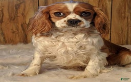 Cavapoo dogs for sale: Honeycomb Boy 4 - Image 14