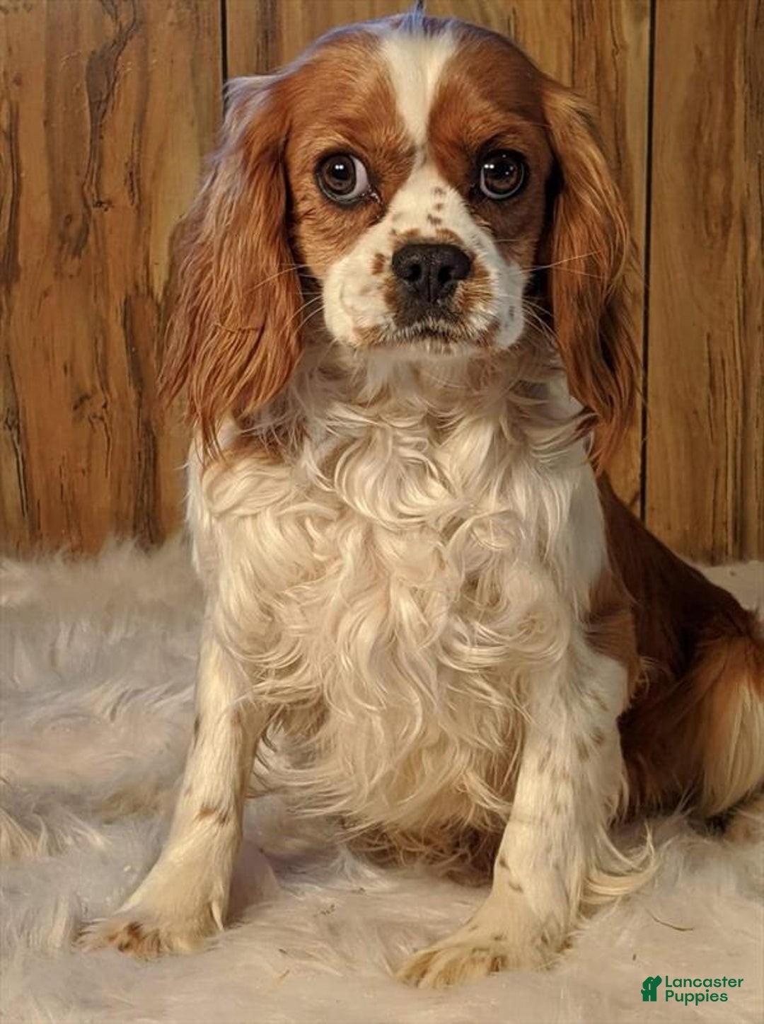 Cavapoo dogs for sale: Honeycomb Boy 4 - Image 14