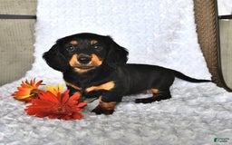 Miniature Dachshund dogs for sale: Krista - Image 5