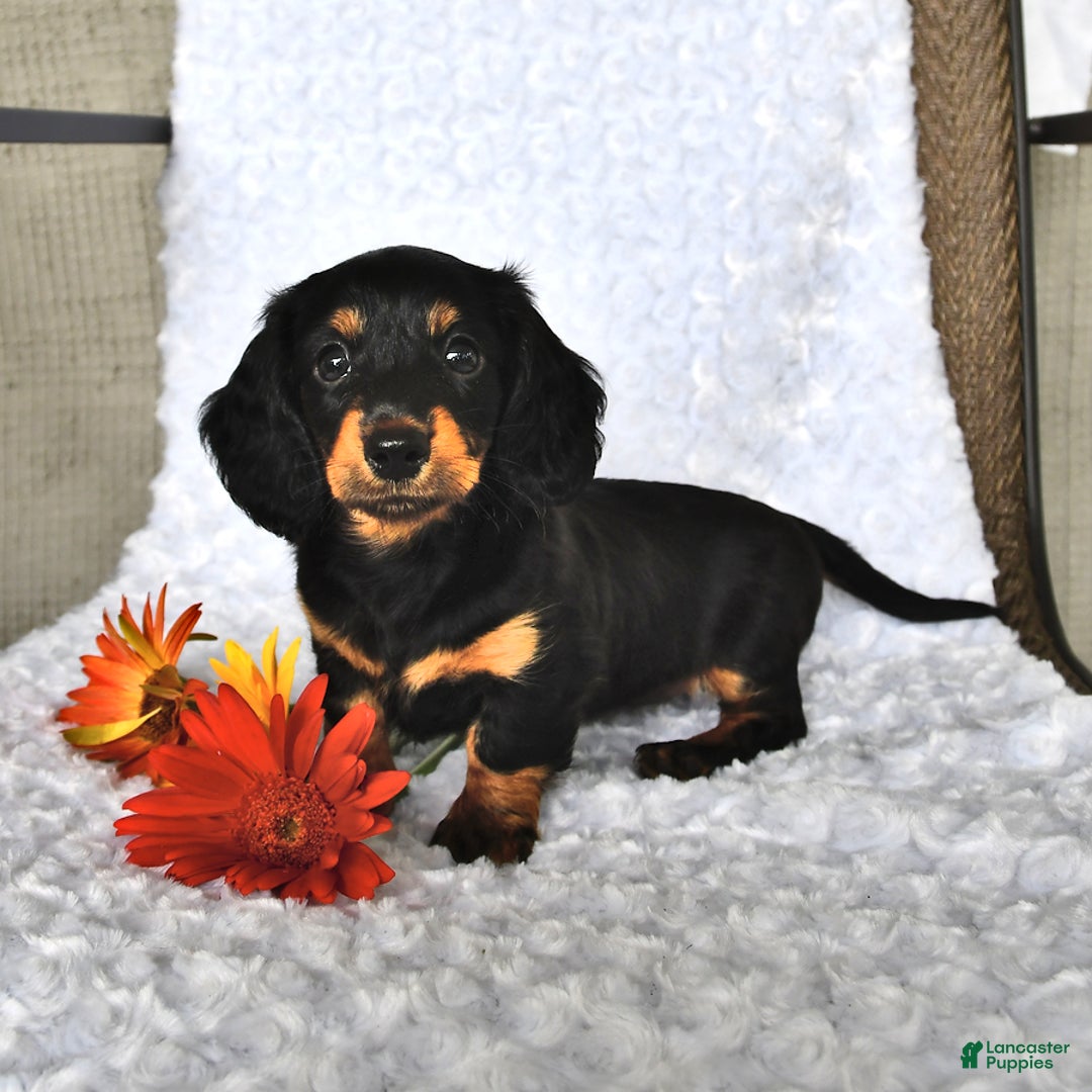 Miniature Dachshund dogs for sale: Krista - Image 5