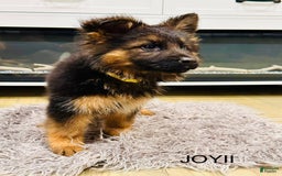 German Shepherd dogs for sale: Joyii - Image 4
