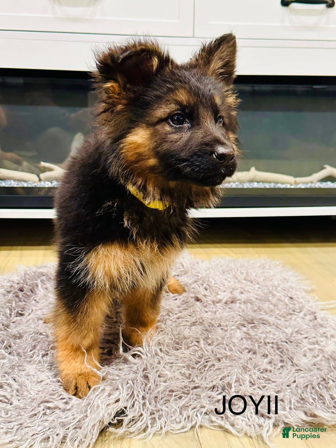 German Shepherd dogs for sale: Joyii - Image 4