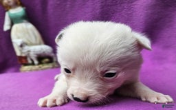 Border Collie dogs for sale: Dreami - Image 29