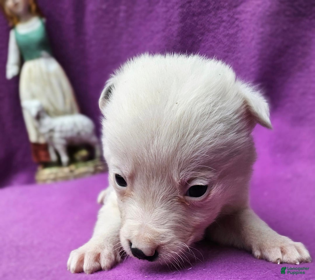 Border Collie dogs for sale: Dreami - Image 29