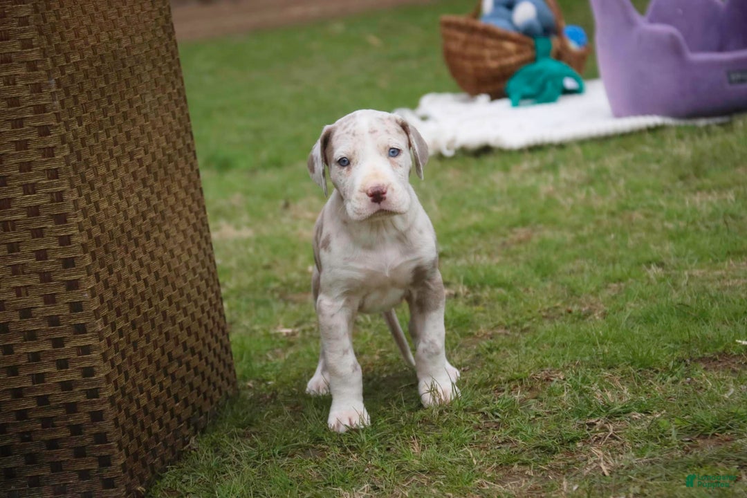 Great Dane dogs for sale: Jovie - Image 27