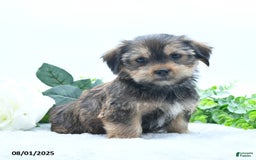 Shorkie dogs for sale: Lydell - Image 3