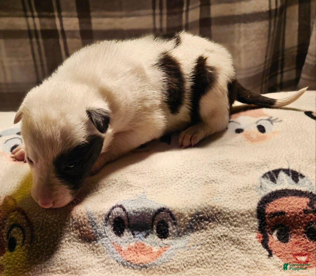 Border Collie dogs for sale: Bambi - Image 6