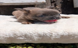 French Bulldog dogs for sale: Tyson - Image 10