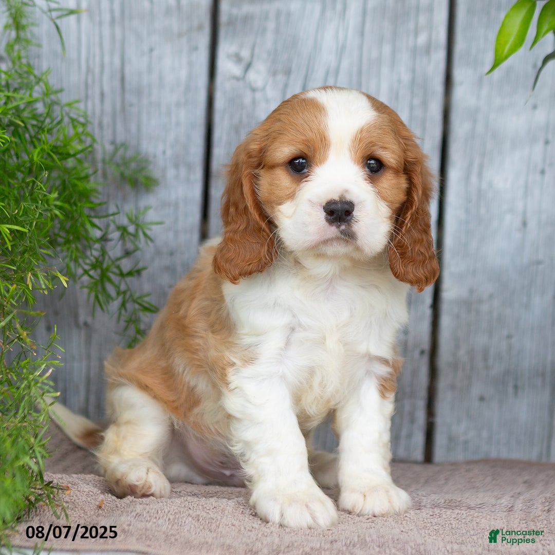 Cavalier King Charles Spaniel dogs for sale: Tyrone - Image 2