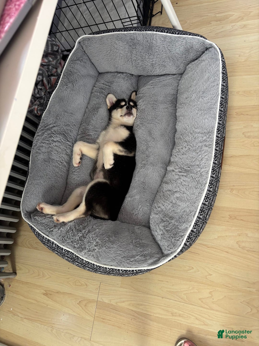 Pomsky dogs for sale: Coco - Image 3