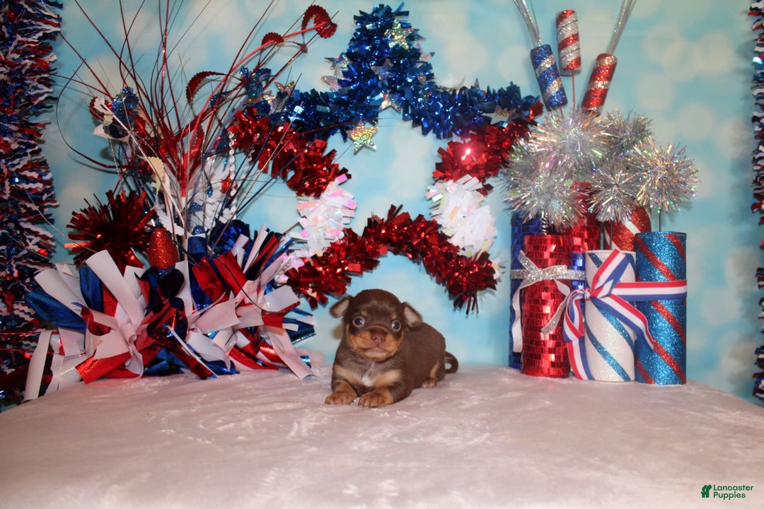 Chihuahua dogs for sale: Whitaker - Image 4