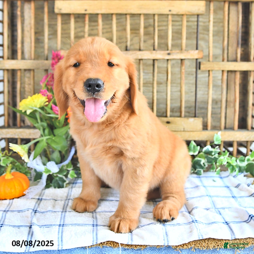 Golden Retriever dogs for sale: Golden Retriever 11 puppies - Image 35