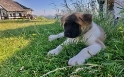 Afghan Hound dogs for sale: Afghan Hound Puppy 1 - Image 1
