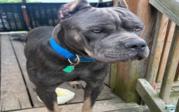 Cane Corso dogs for sale: Mandisa - Image 21