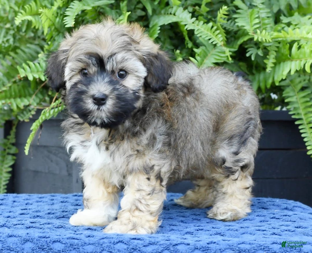 Havapoo dogs for sale: Colby - Image 6