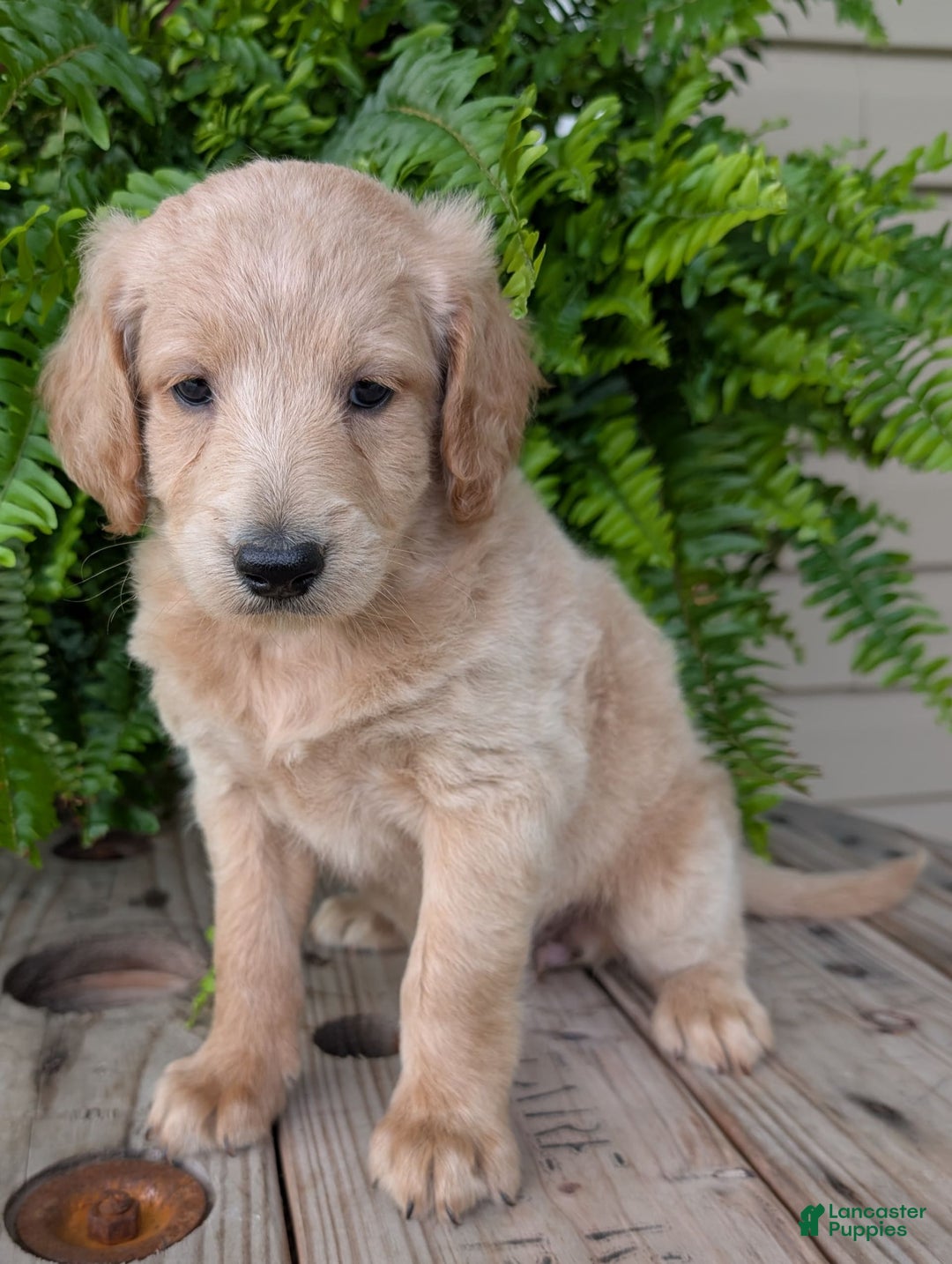 Goldendoodle dogs for sale: Bella - Image 24