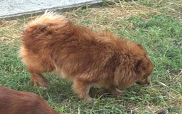 Pomeranian dogs for sale: Abbigail - Image 1