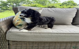 Bernedoodle dogs for sale: Kaia - Image 2