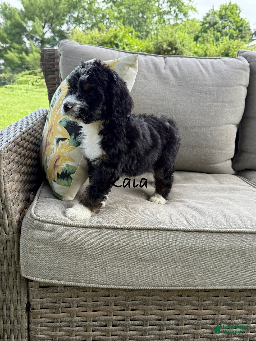 Bernedoodle dogs for sale: Kaia - Image 2
