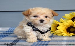 Maltipoo dogs for sale: Nevin - Image 7