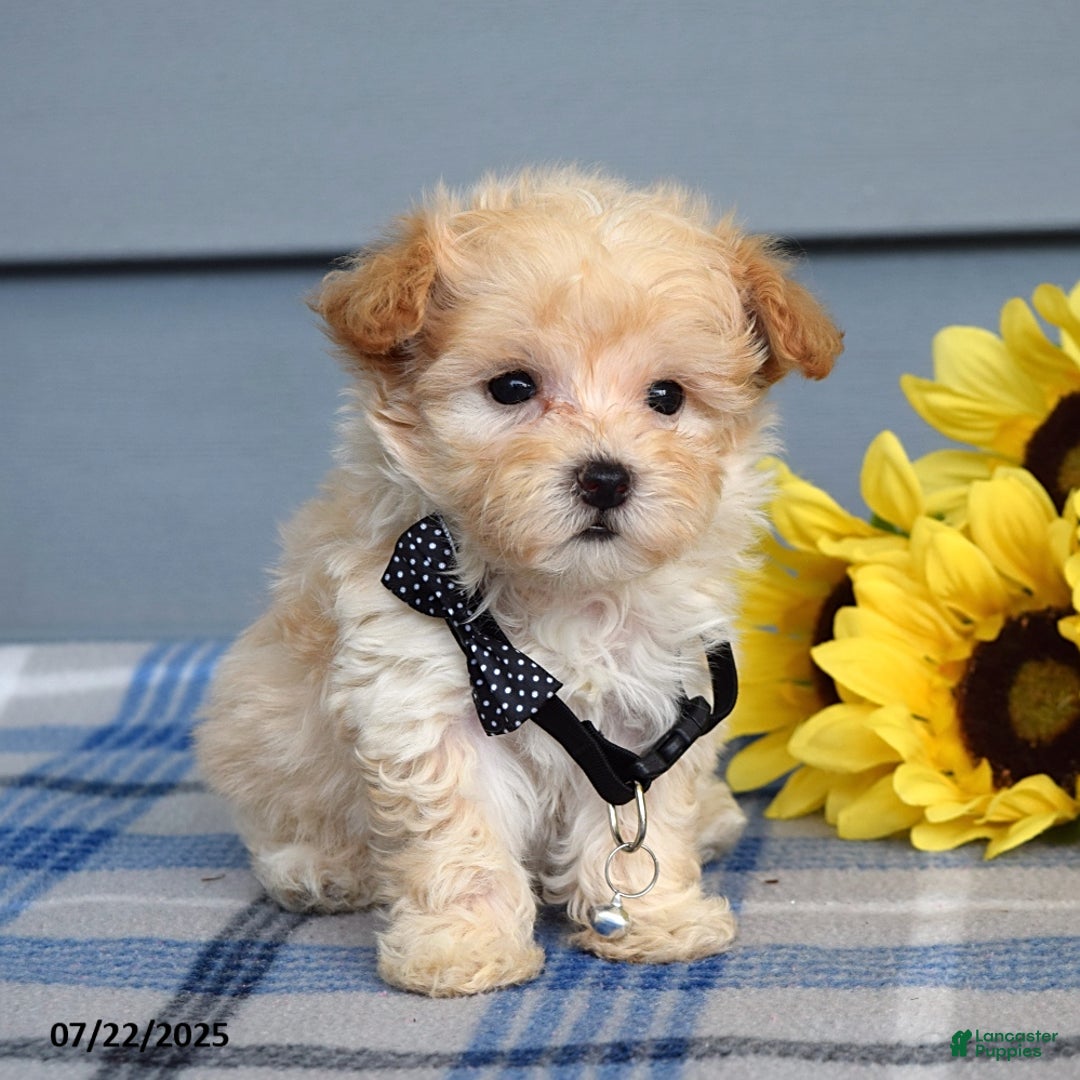 Maltipoo dogs for sale: Nevin - Image 7