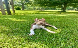 American Bully dogs for sale: Ms. Daisy - Image 7
