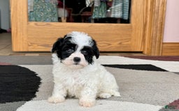 Havanese dogs for sale: Nathan - Image 5