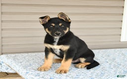 Gerberian Shepsky dogs for sale: Jack - Image 1