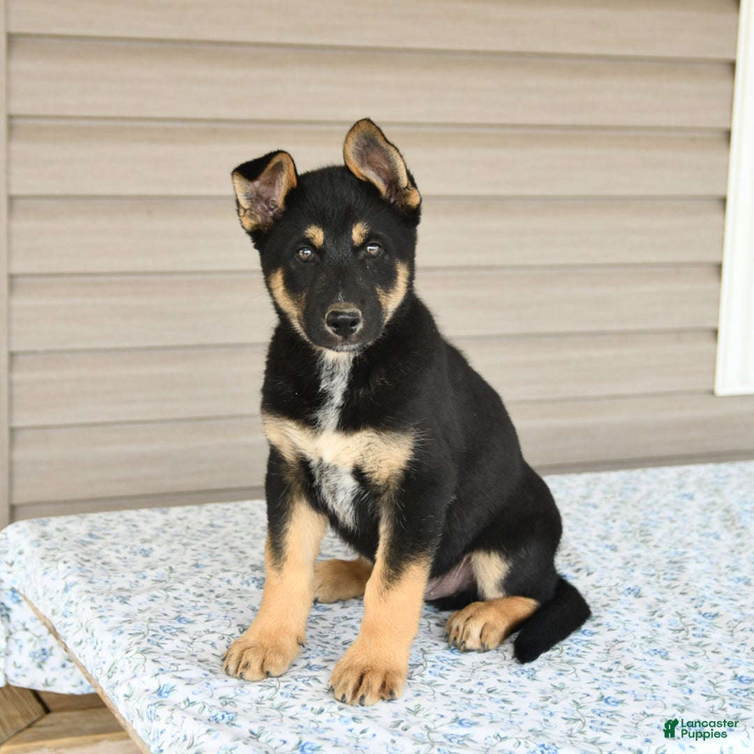 Gerberian Shepsky dogs for sale: Jack - Image 1