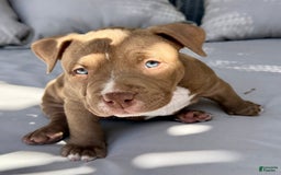 American Bully dogs for sale: Coco - Image 6