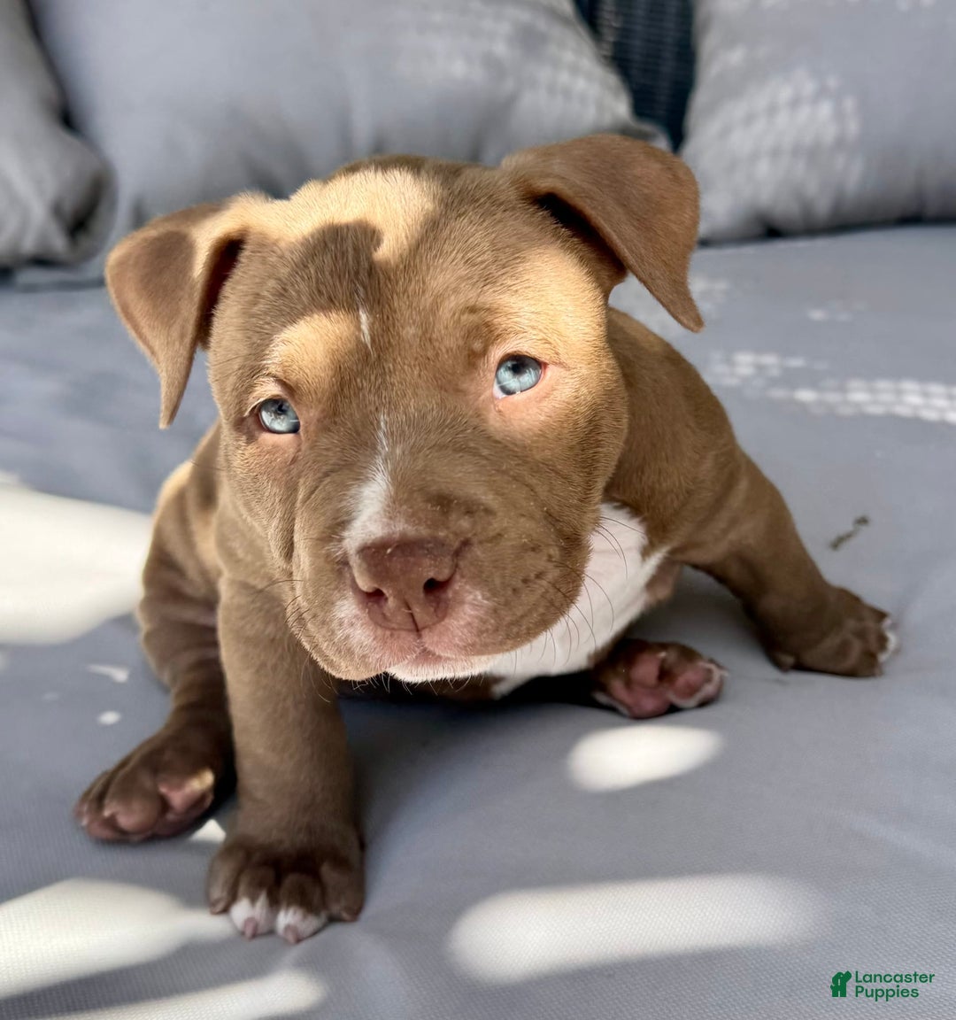 American Bully dogs for sale: Coco - Image 6