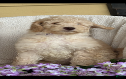 Goldendoodle dogs for sale: Gorgeous Creme Doodle - Image 8