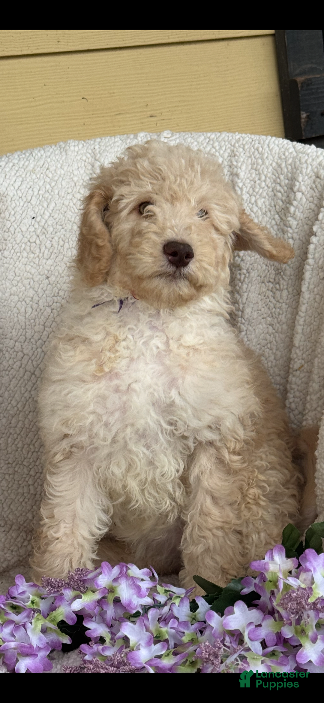 Goldendoodle dogs for sale: Gorgeous Creme Doodle - Image 8