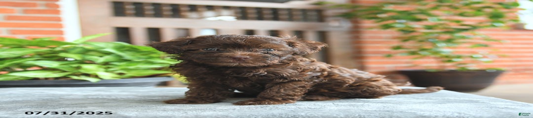 Gabby