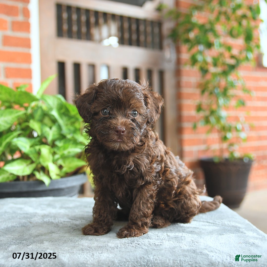 Havapoo dogs for sale: Gabby - Image 2