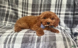 Cavapoo dogs for sale: Dash - Image 2