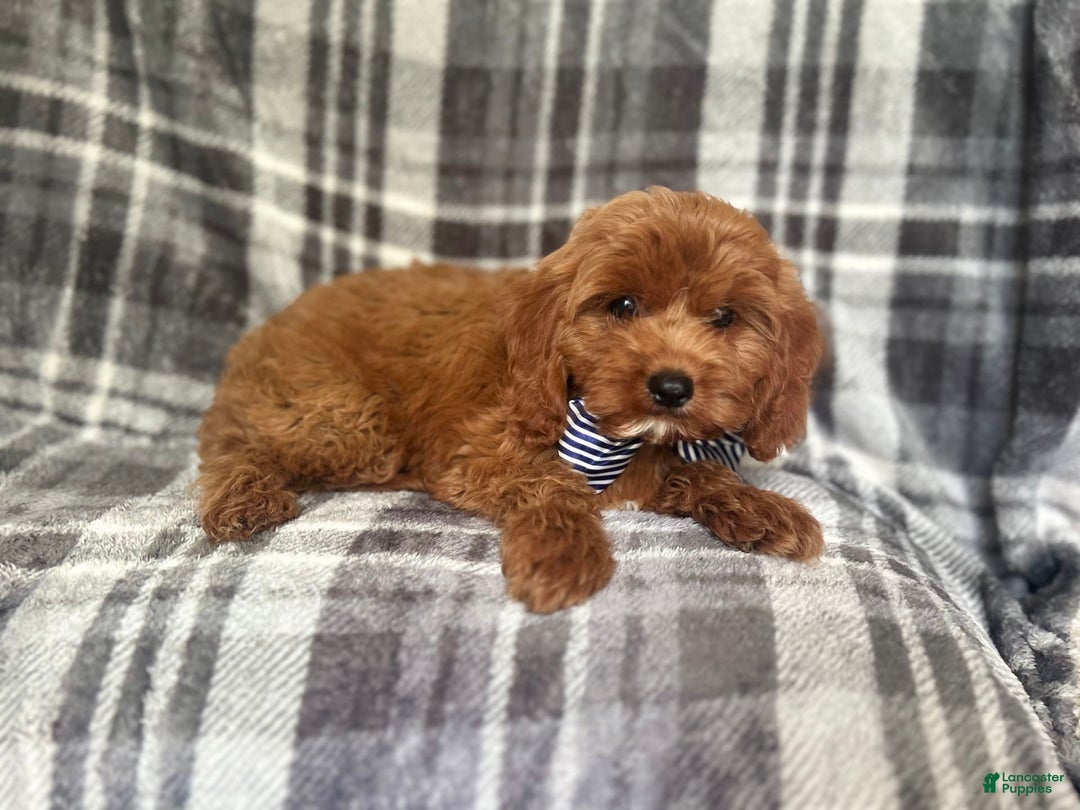 Cavapoo dogs for sale: Dash - Image 2