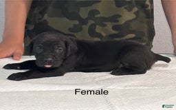 Cane Corso dogs for sale: Cane Corso - Image 9