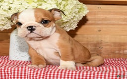 Beabull dogs for sale: Chase - Image 8