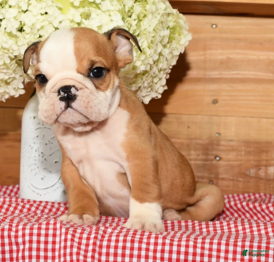 Beabull dogs for sale: Chase - Image 8